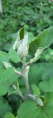 Arctium tomentosum