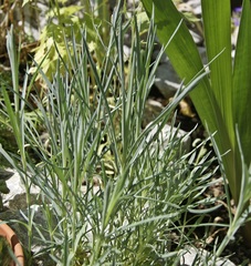 Dianthus plumarius