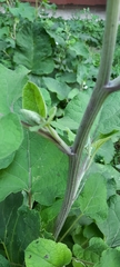 Arctium tomentosum