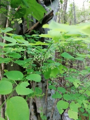 Phyllanthus mocinianus