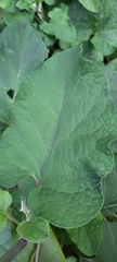 Arctium tomentosum
