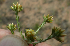 Helichrysum asperum glabrum