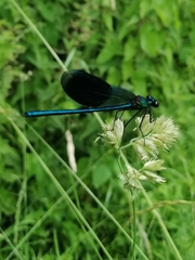 Calopteryx splendens