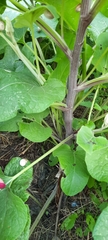 Arctium tomentosum