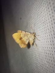 Frederickia flaviterminata