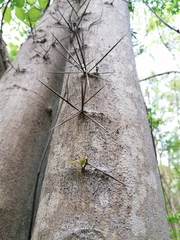 Xylosma flexuosa