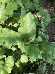 Arctium