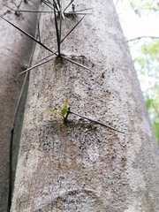 Xylosma flexuosa