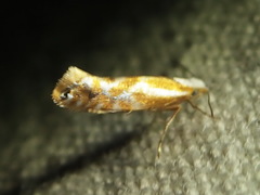 Argyresthia canadensis