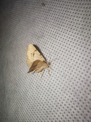 Frederickia flaviterminata