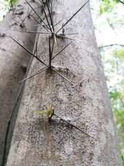 Xylosma flexuosa