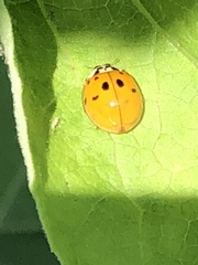 Harmonia axyridis