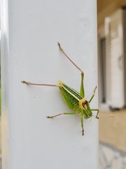 Poecilimon artedentatus