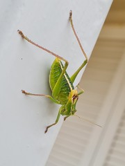 Poecilimon artedentatus