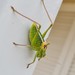 Peloponnese Bright Bush-Cricket - Photo (c) Marina_Giann, some rights reserved (CC BY), uploaded by Marina_Giann