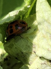 Harmonia axyridis