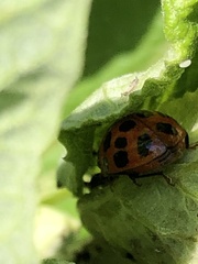 Harmonia axyridis