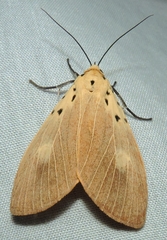 Asota iodamia