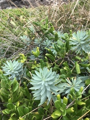 Euphorbia glauca