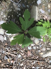 Sassafras albidum