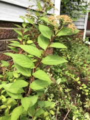 Spiraea japonica