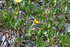 Tephroseris yukonensis