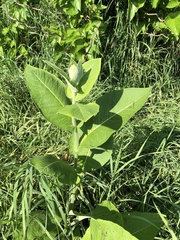 Asclepias syriaca