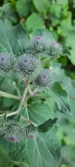 Arctium tomentosum
