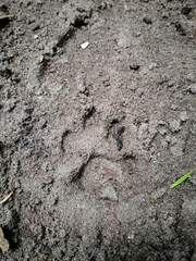 Caracal caracal caracal