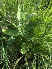 Asclepias syriaca