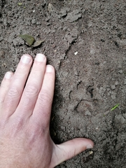 Caracal caracal caracal