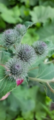 Arctium tomentosum