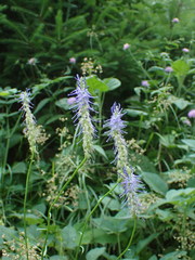 Phyteuma persicifolium