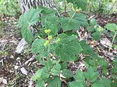 Viburnum acerifolium