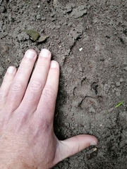 Caracal caracal caracal