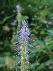 Phyteuma persicifolium