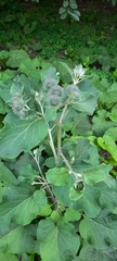 Arctium tomentosum