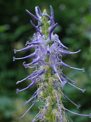 Phyteuma persicifolium