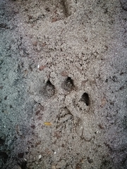 Caracal caracal caracal