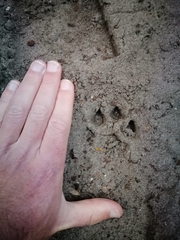 Caracal caracal caracal
