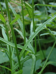 Phyteuma persicifolium