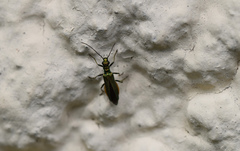 Oedemera nobilis