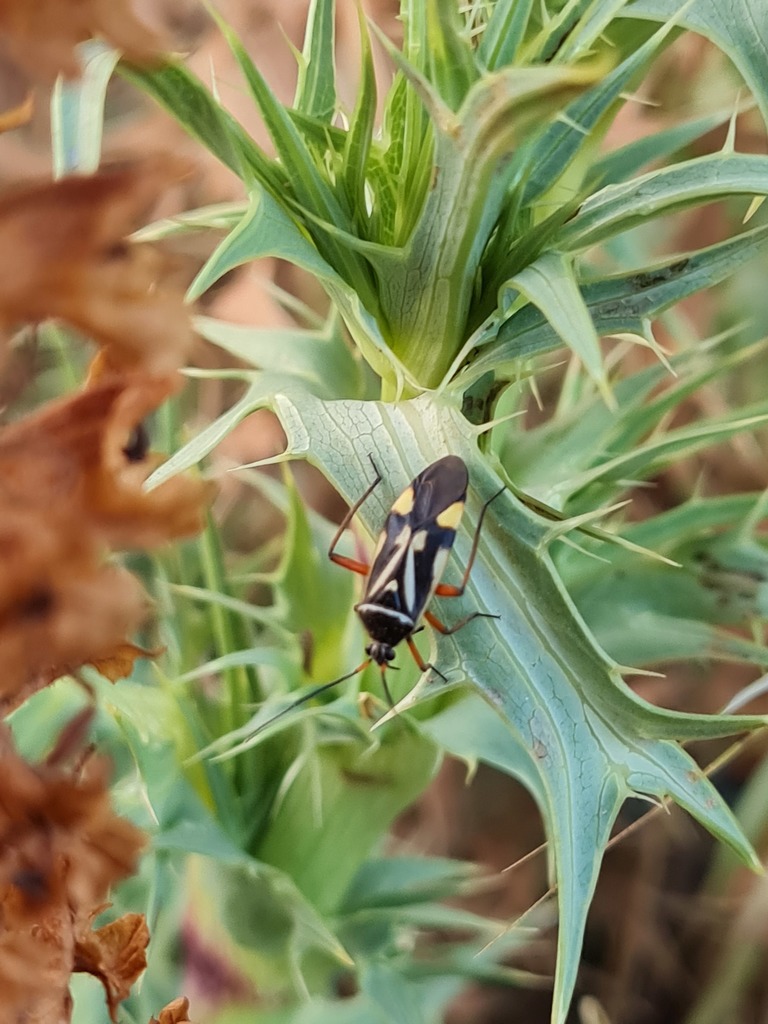 Brachycoleus steini