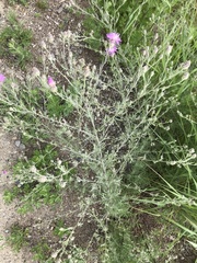Centaurea