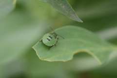 Palomena prasina