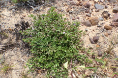 Blepharis integrifolia