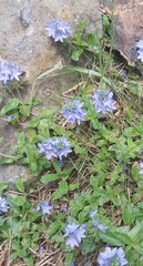 Veronica orsiniana