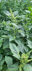 Amaranthus retroflexus