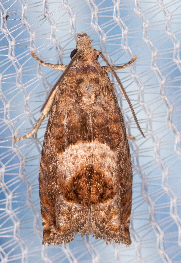 Sonia ferruginana