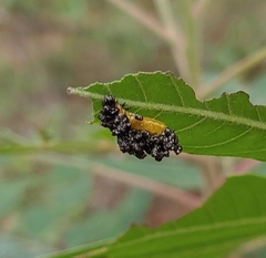 Blepharida
